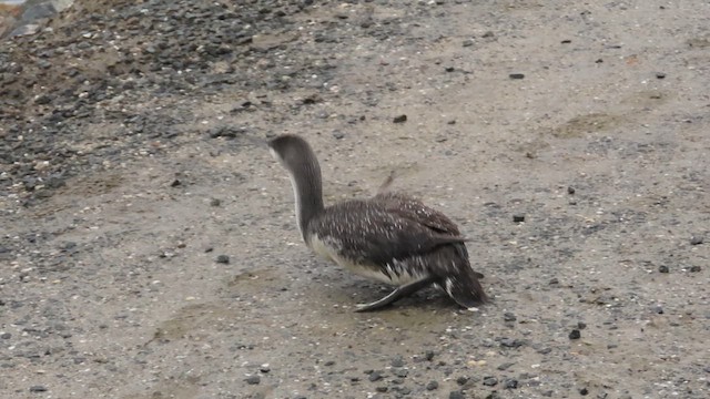 Red-throated Loon - ML617683007