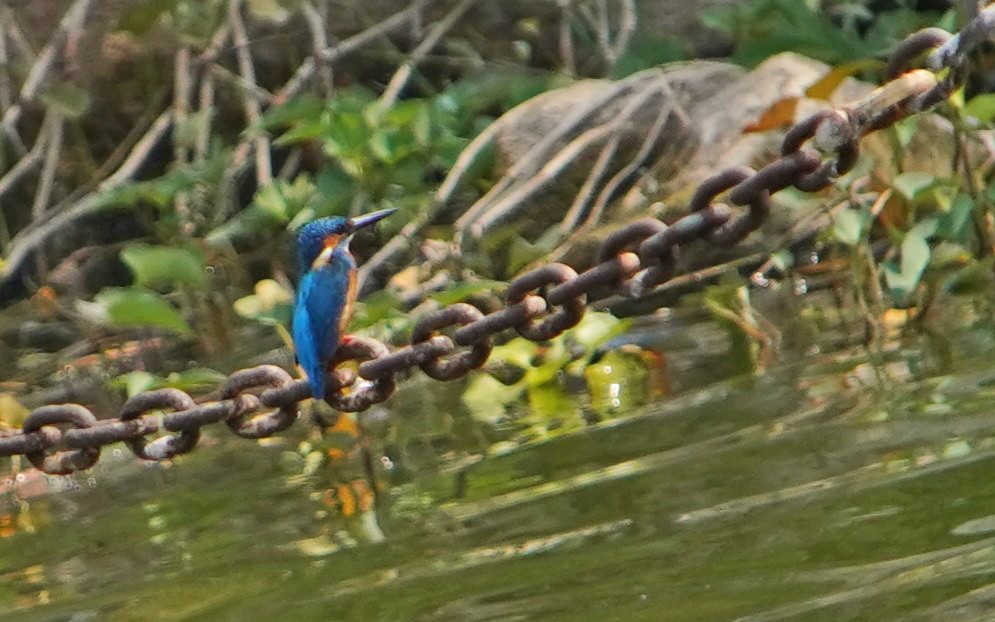 Common Kingfisher - ML617683010