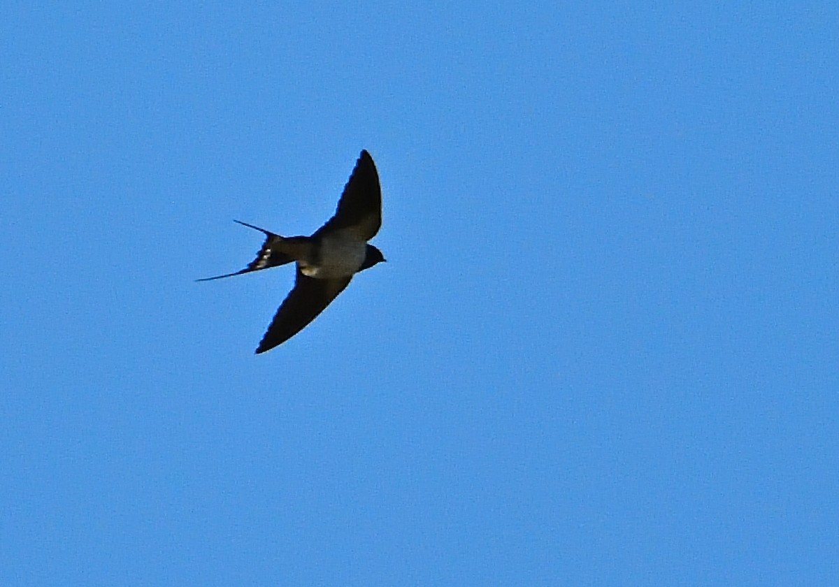 Barn Swallow - ML617683022