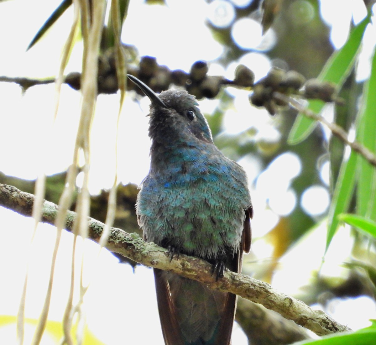 kolibřík modrouchý - ML617683026