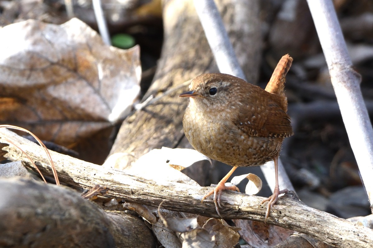 Winter Wren - ML617683120