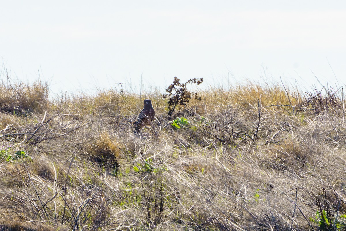 Aguilucho Moteado - ML617683126