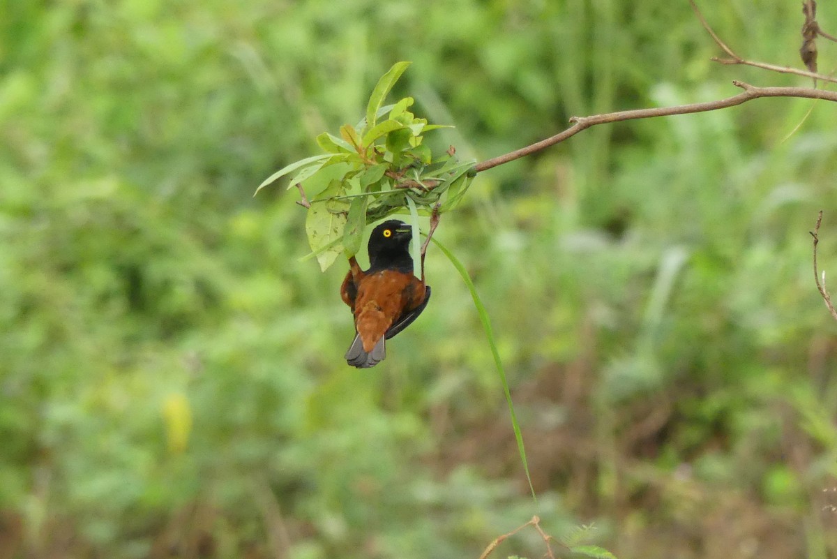 Chestnut-and-black Weaver - ML617683170