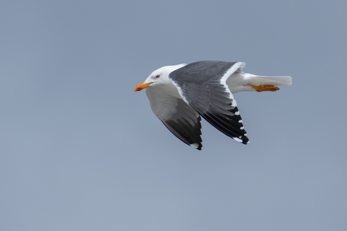 Lesser Black-backed Gull - ML617683220