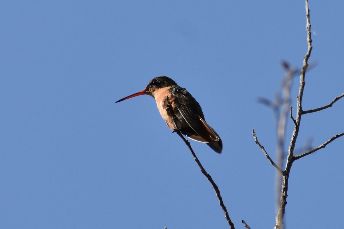 Cinnamon Hummingbird (Mainland) - ML617683221