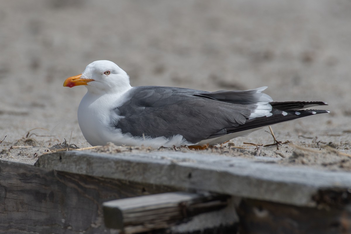 Lesser Black-backed Gull - ML617683223