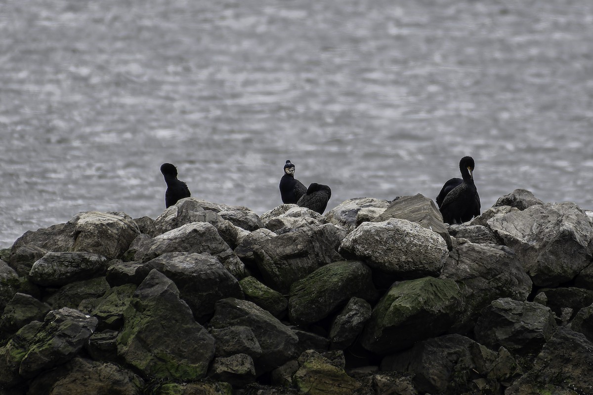 Double-crested Cormorant - ML617683228