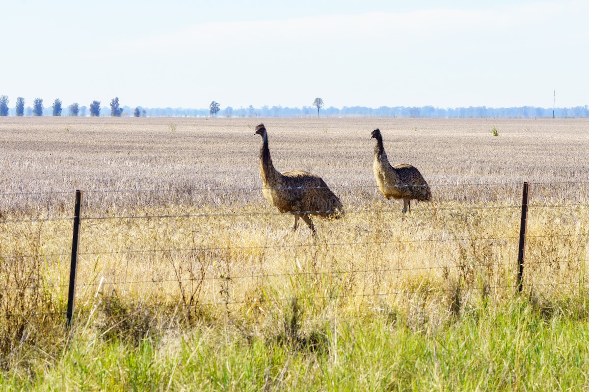 emu hnědý - ML617683232