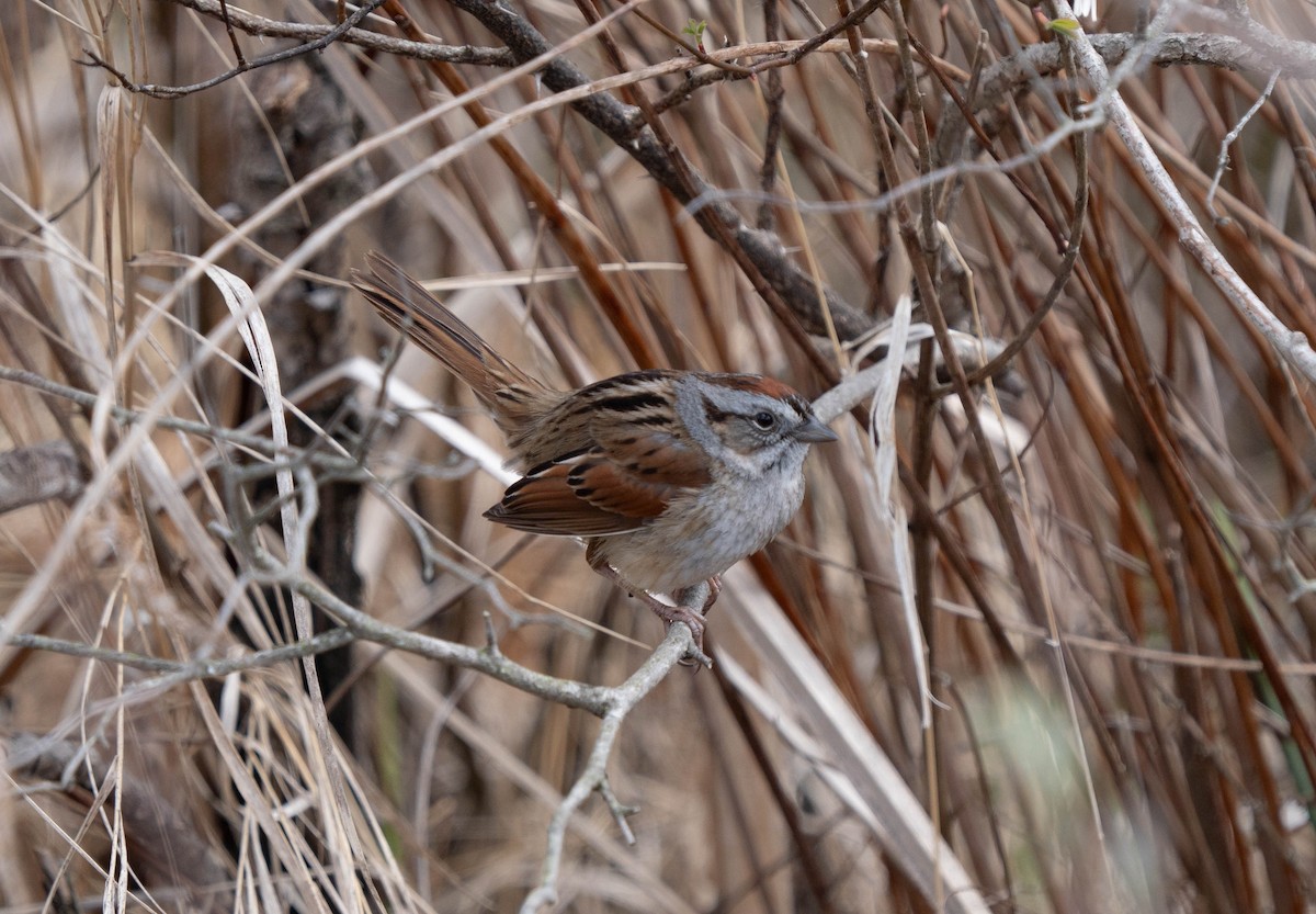 Swamp Sparrow - ML617683238