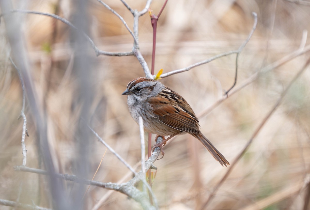 Swamp Sparrow - ML617683239