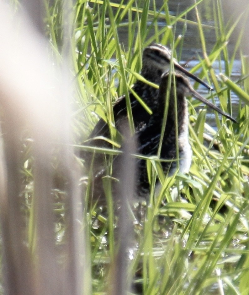 Wilson's Snipe - ML617683240