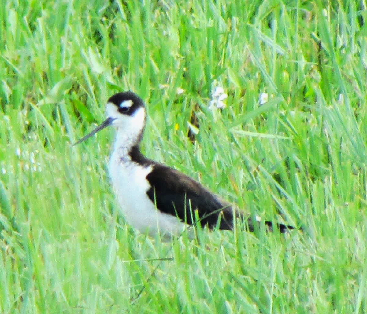 Black-necked Stilt - ML617683242