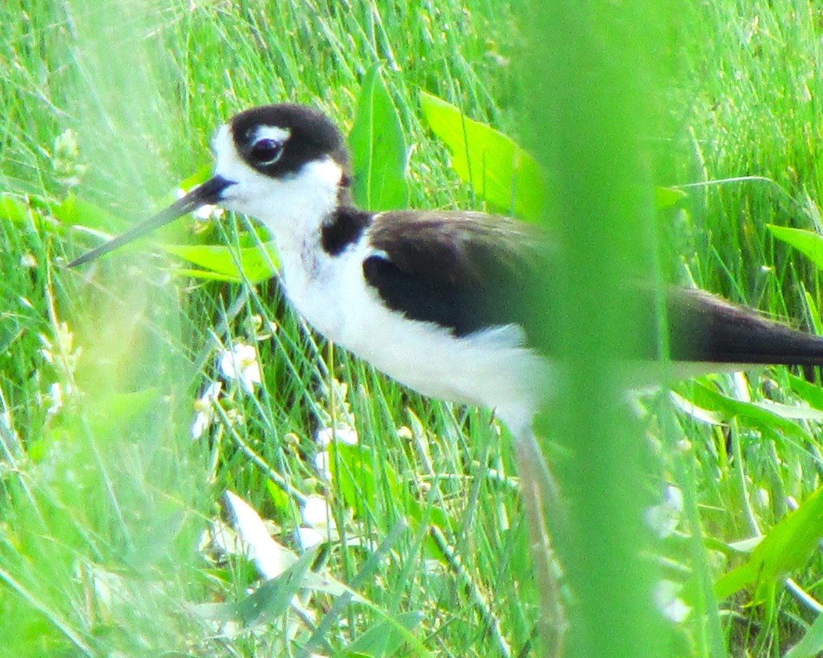 Black-necked Stilt - ML617683248