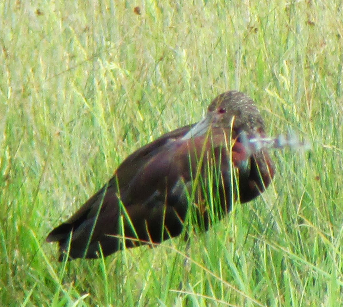 White-faced Ibis - ML617683260