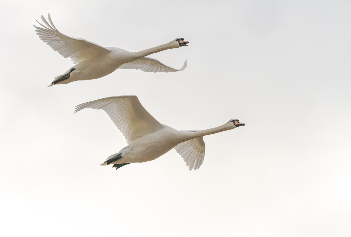 Mute Swan - Abby Sesselberg