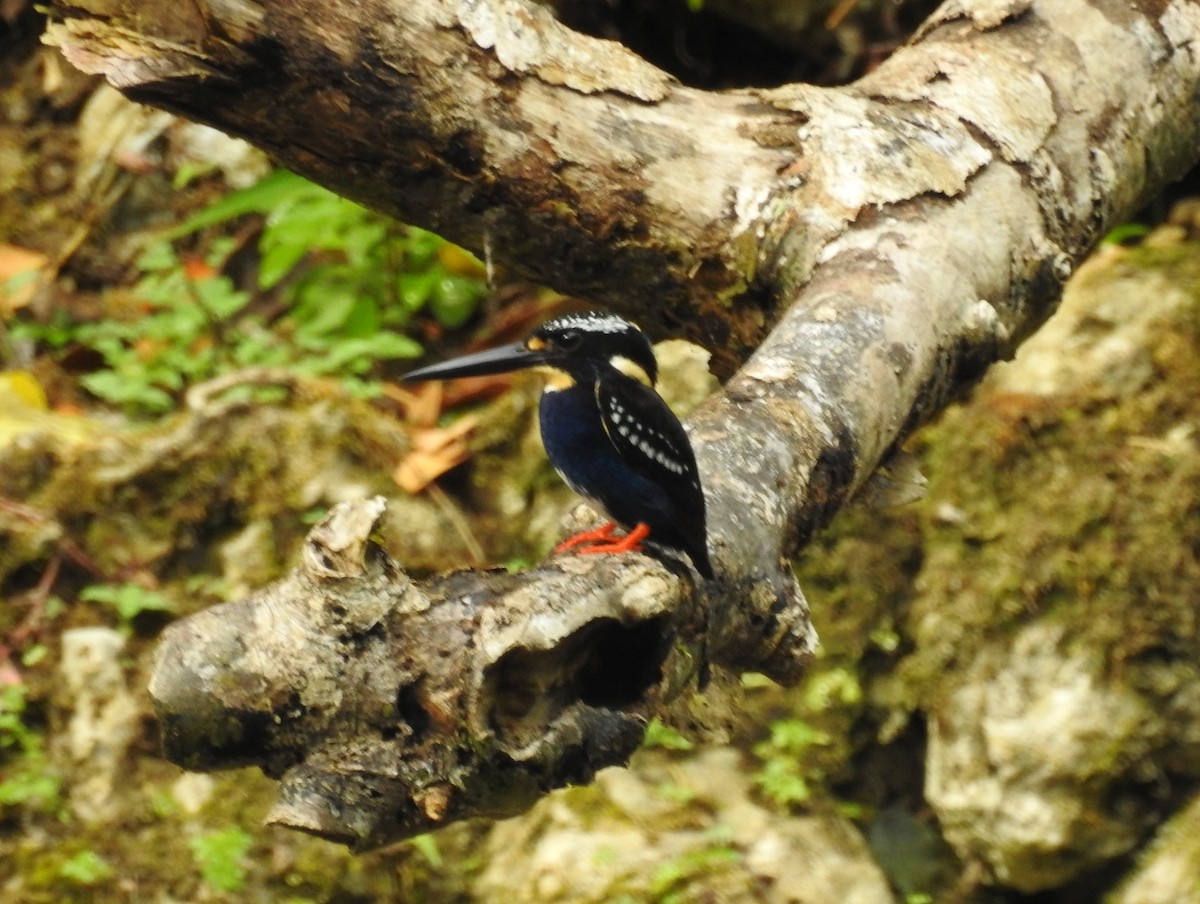 Northern Silvery-Kingfisher - ML617683268