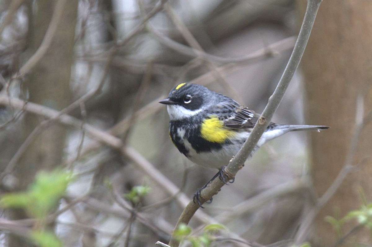 Yellow-rumped Warbler - ML617683284