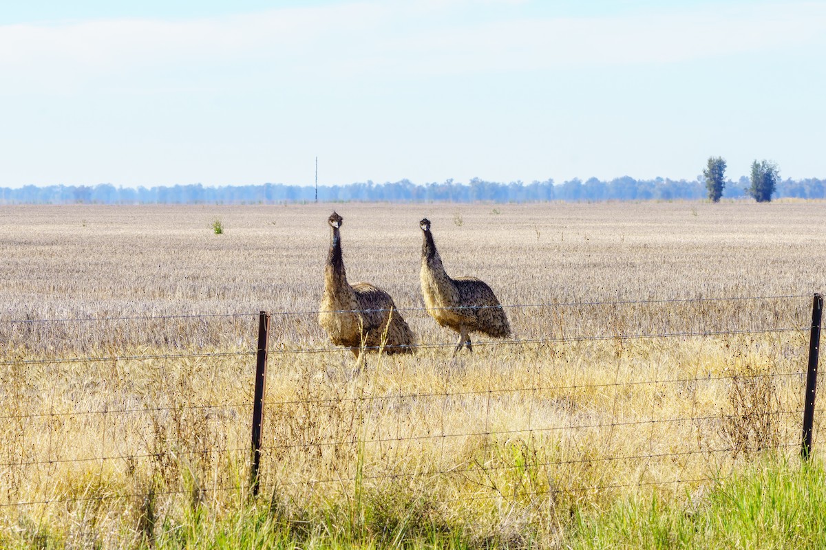 emu hnědý - ML617683292