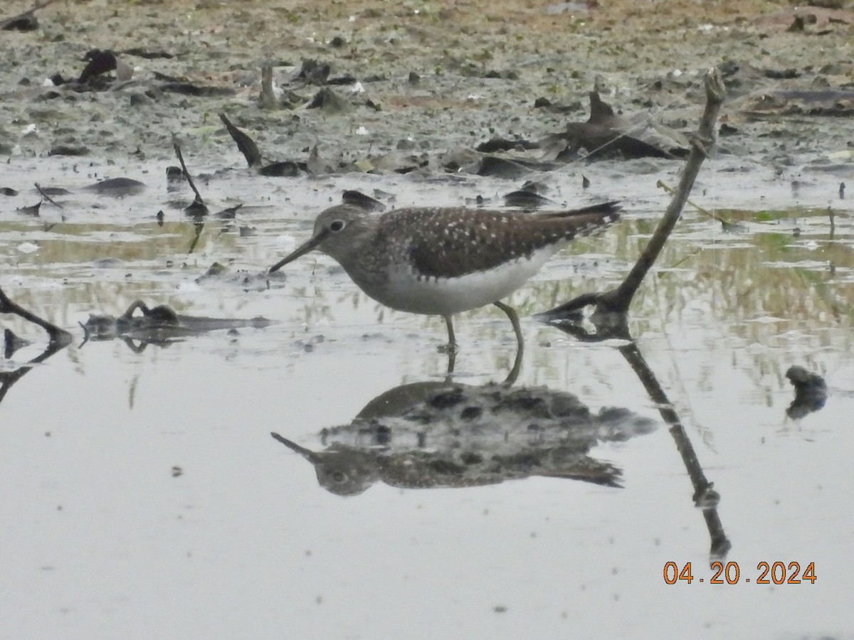 Solitary Sandpiper - ML617683299