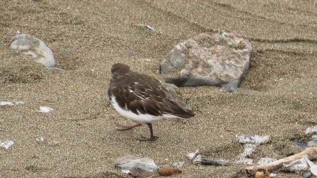 Black Turnstone - ML617683303