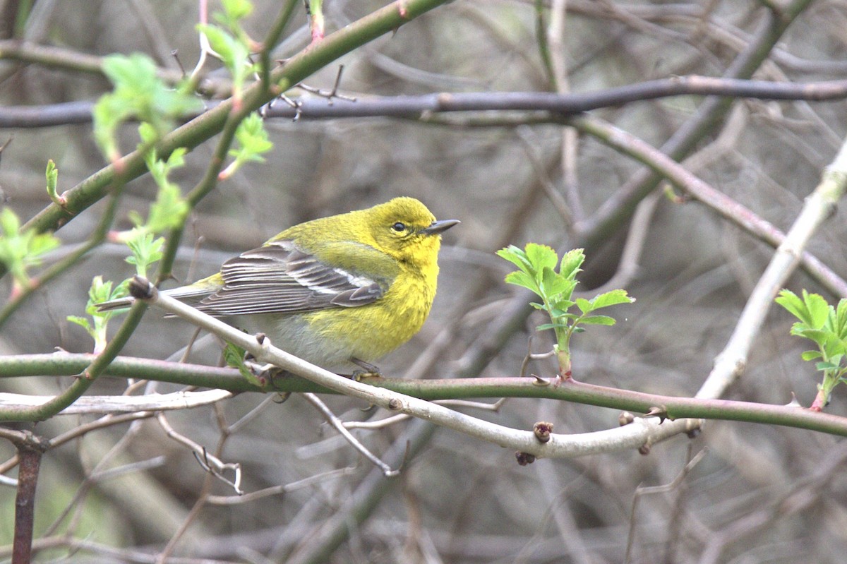 Pine Warbler - ML617683312