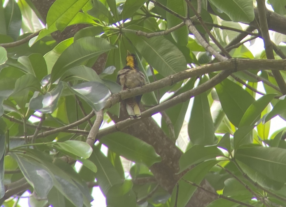 Yellow-throated Cuckoo - ML617683325