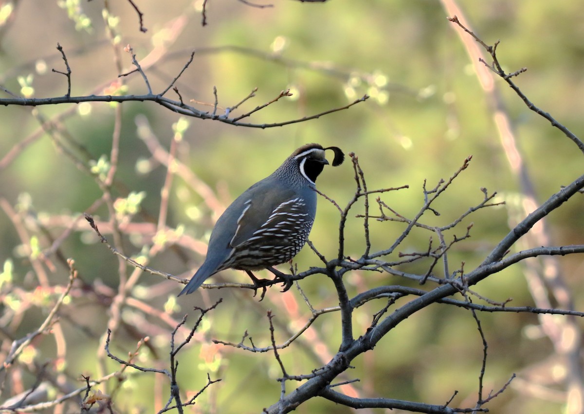 California Quail - Steve Stump