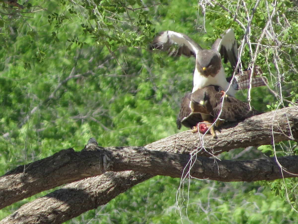 Swainson's Hawk - ML617683338