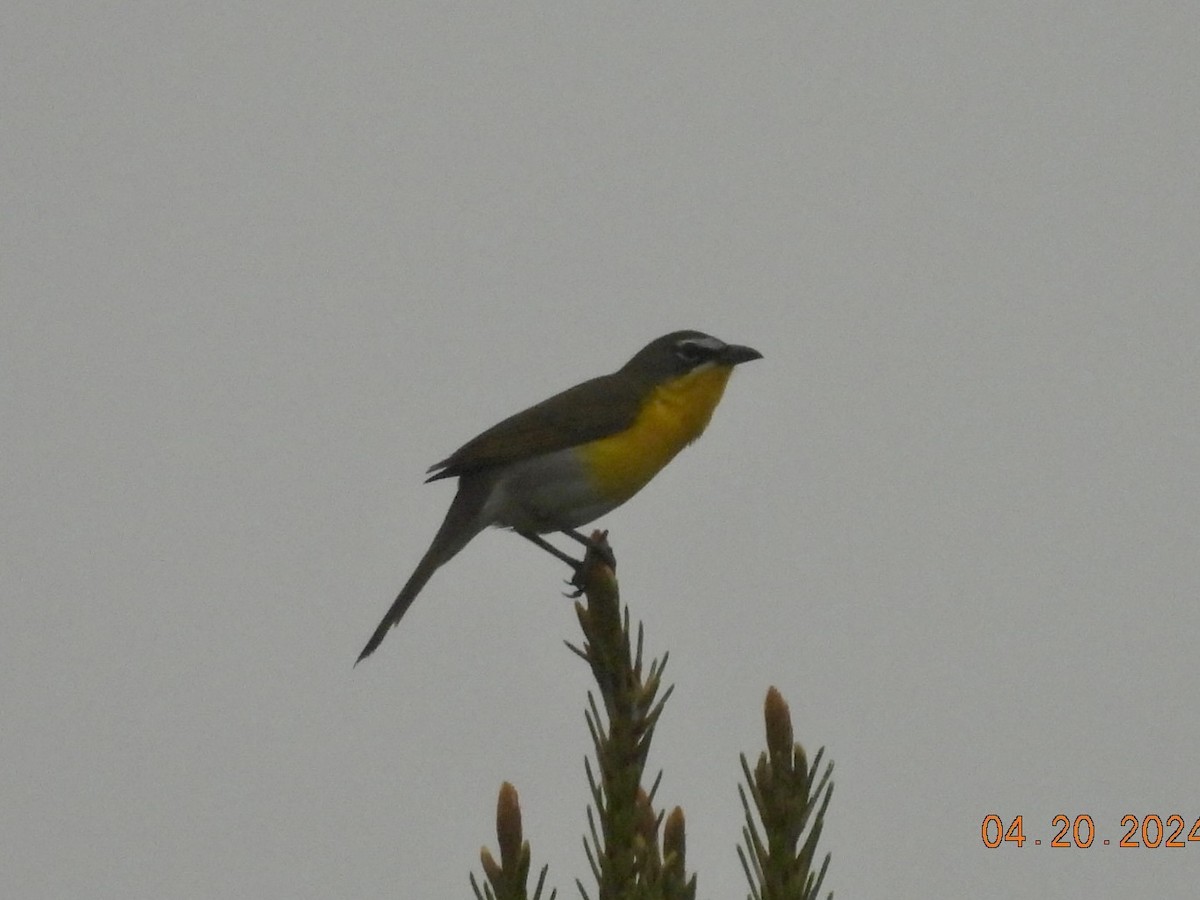 Yellow-breasted Chat - ML617683349