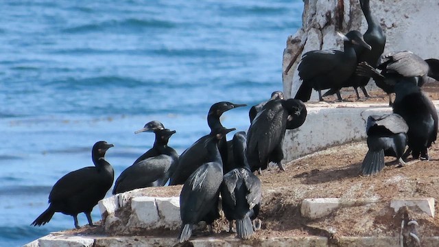 Brandt's Cormorant - ML617683358