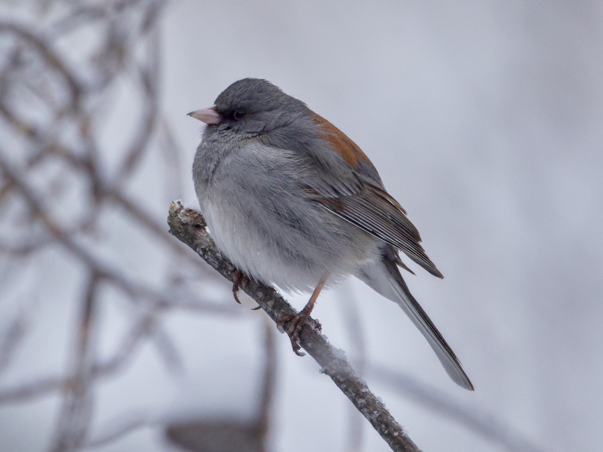 Junco Ojioscuro - ML617683360