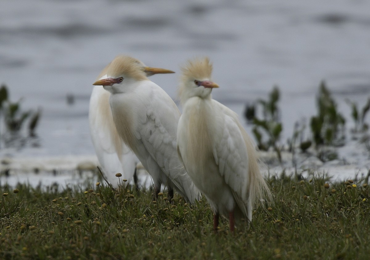 Western Cattle Egret - ML617683383