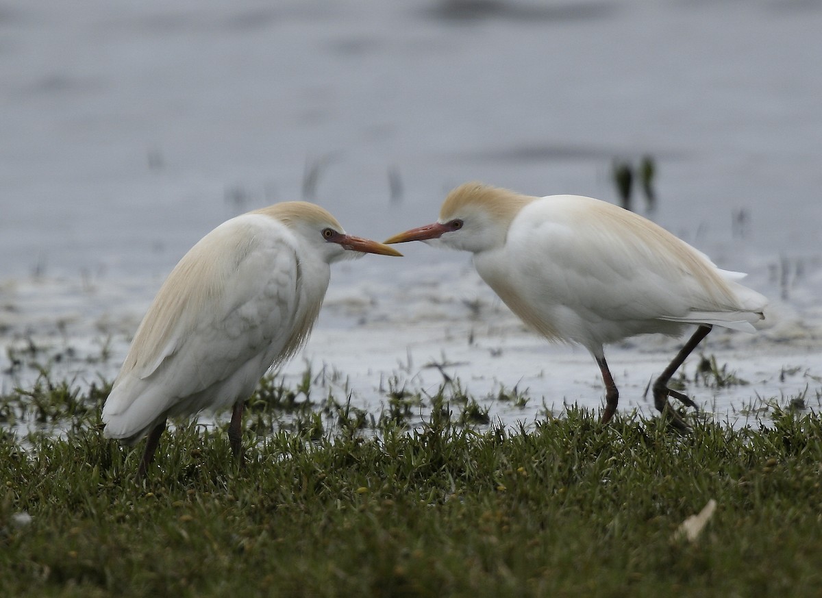 Western Cattle Egret - ML617683384