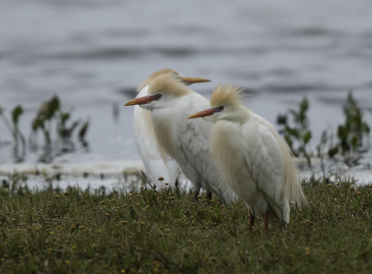 Western Cattle Egret - ML617683387