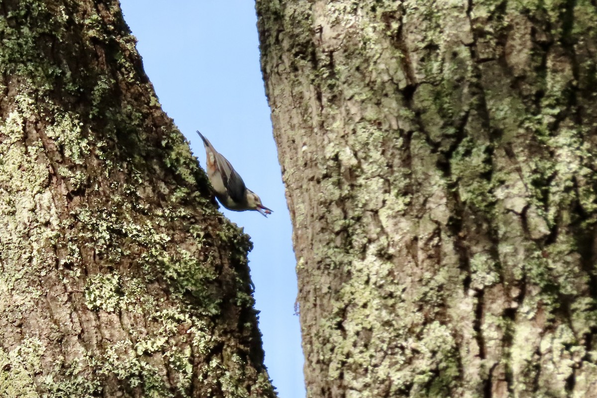 White-breasted Nuthatch - ML617683388