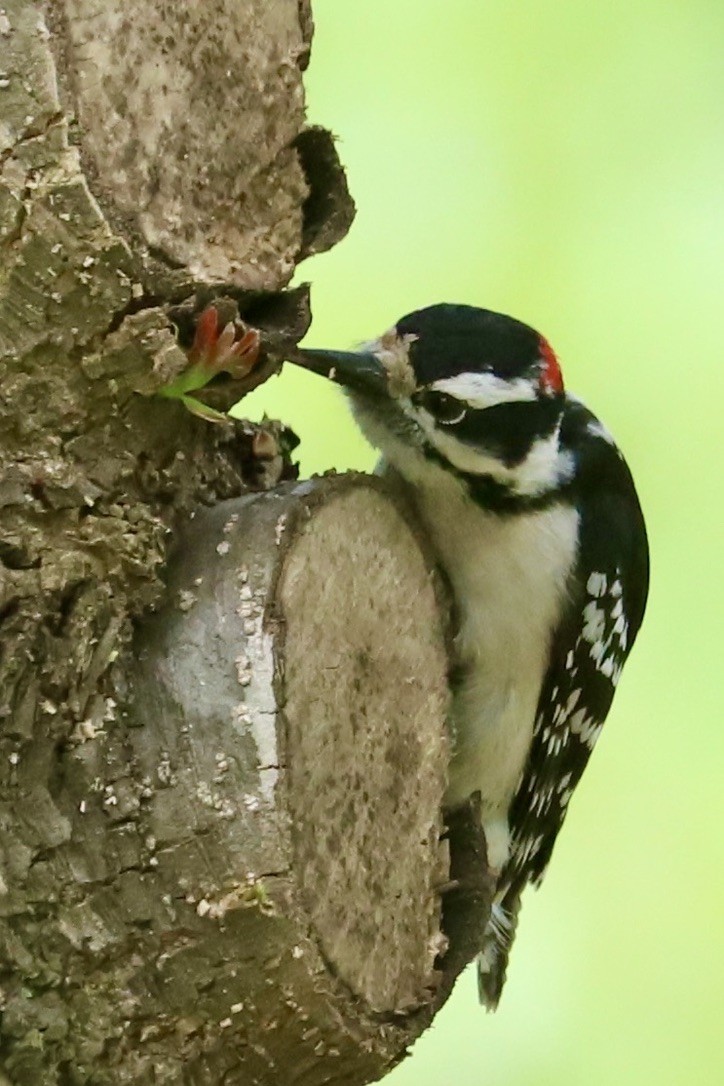 Downy Woodpecker - ML617683409