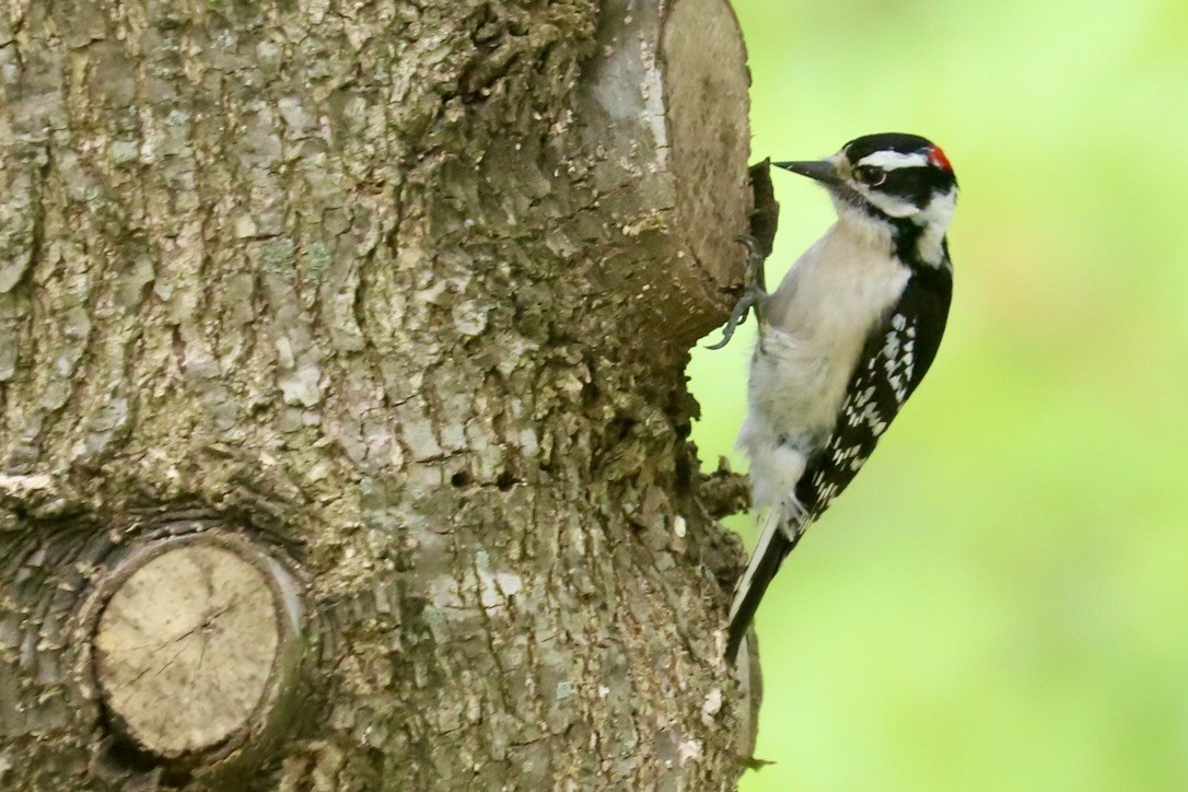 Downy Woodpecker - ML617683410