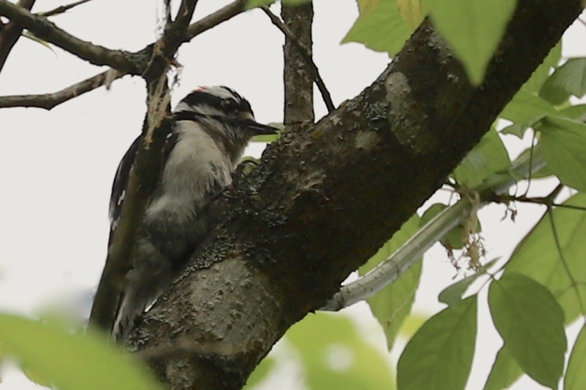 Downy Woodpecker - ML617683411