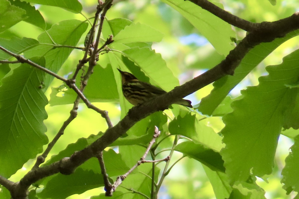Cape May Warbler - ML617683414