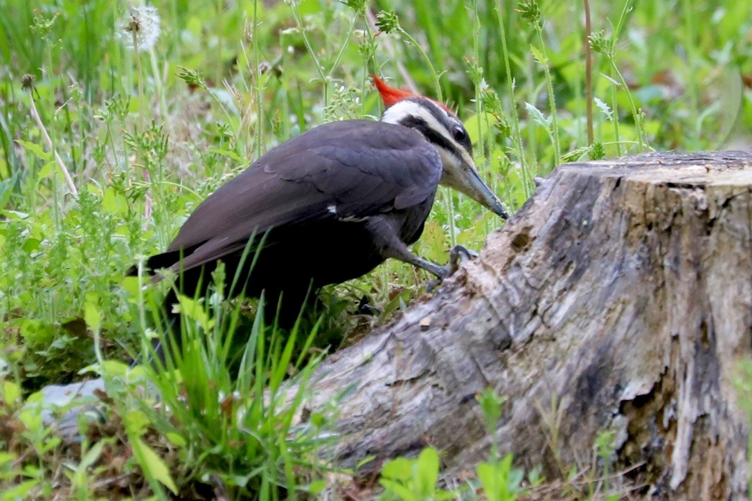 Pileated Woodpecker - ML617683421