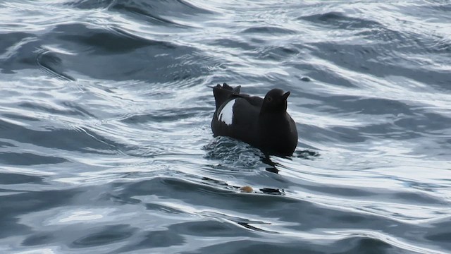 Pigeon Guillemot - ML617683424