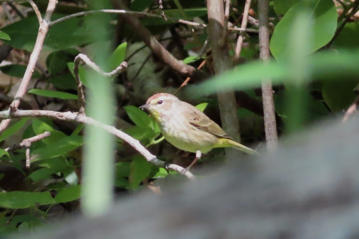 Palm Warbler - Matt Johnson