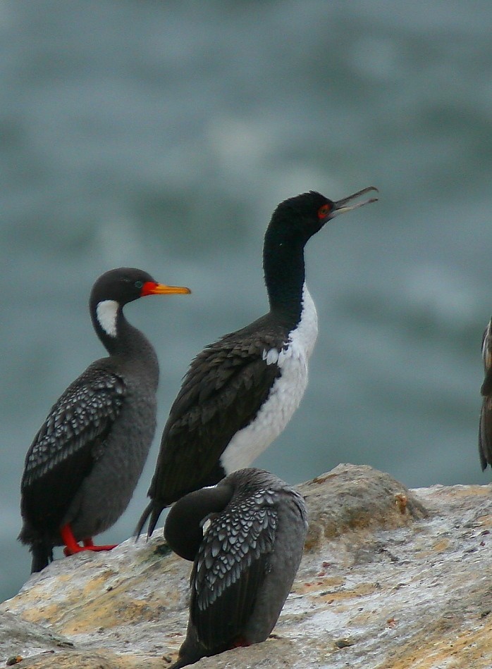 Red-legged Cormorant - Pio Marshall