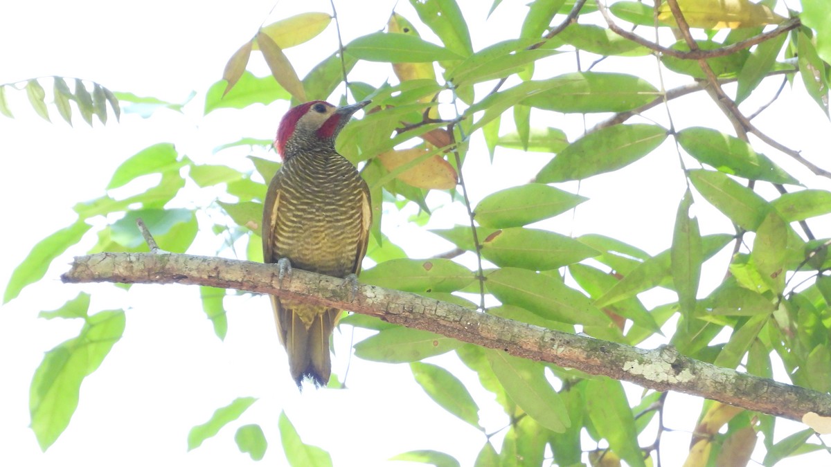 Golden-olive Woodpecker - ML617683449