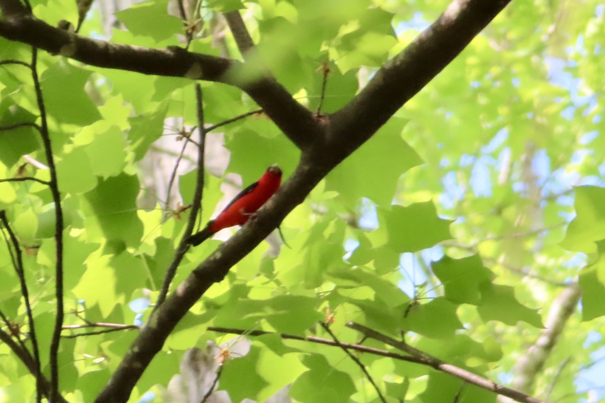 Scarlet Tanager - Matt Johnson