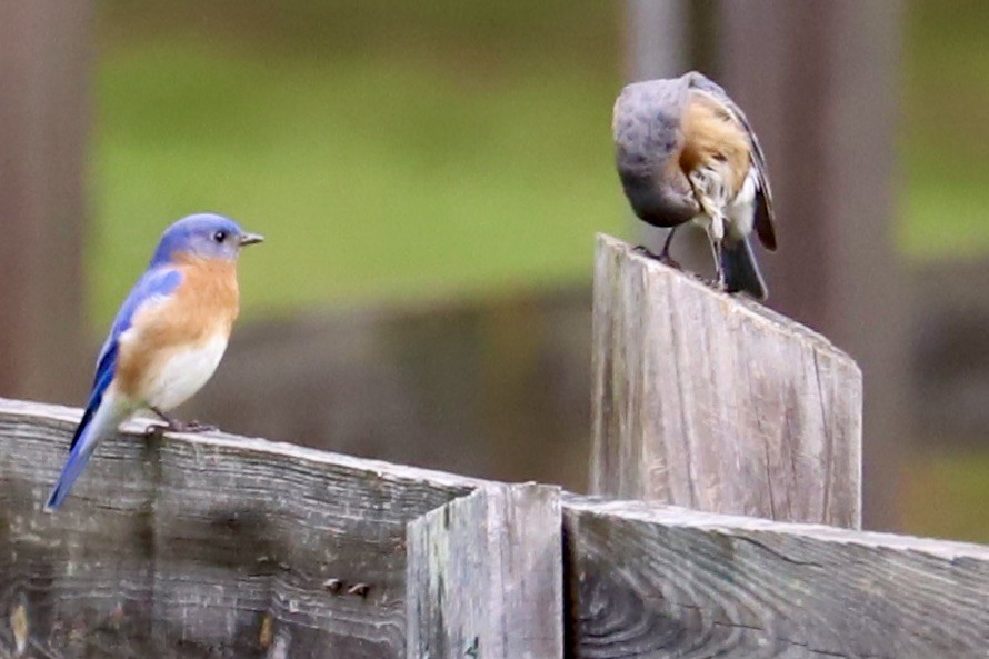 Eastern Bluebird - JoAnn Dalley