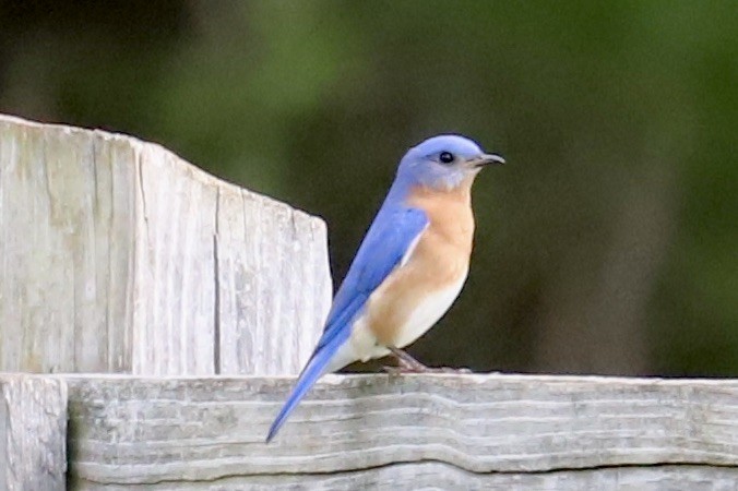 Eastern Bluebird - JoAnn Dalley