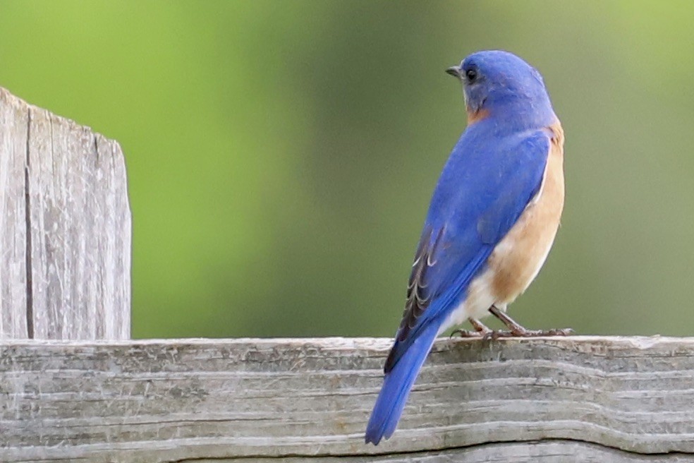 Eastern Bluebird - JoAnn Dalley