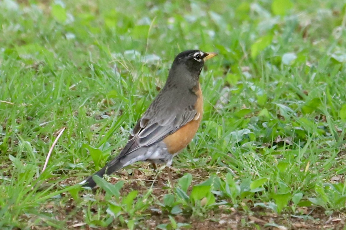 American Robin - ML617683483