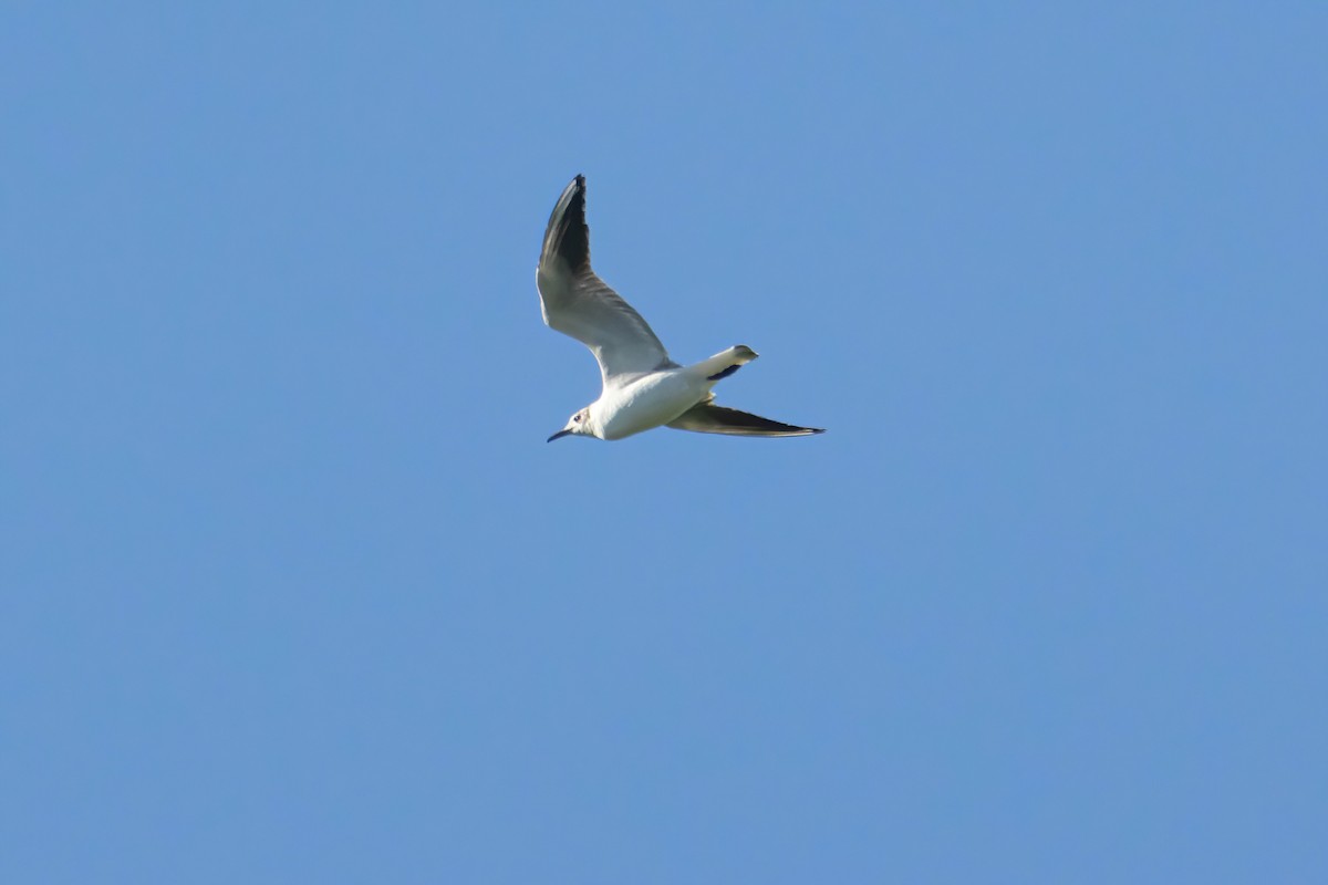 Black-headed Gull - Alejandro Sanz